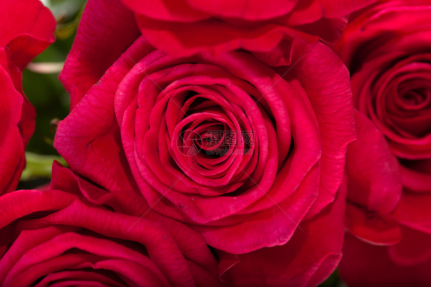 红玫瑰玫瑰花朵宏观园艺念日花瓣花束女性植物花园图片