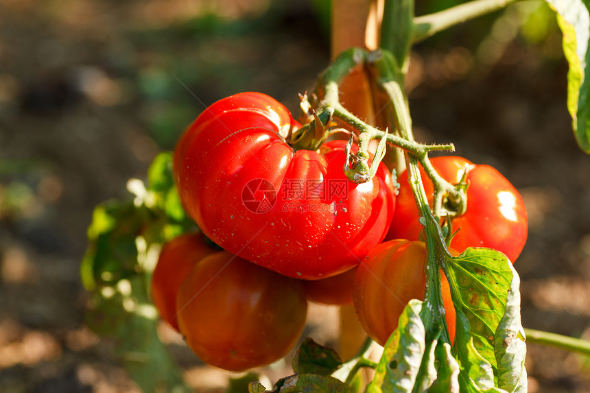 番茄食物幼苗生产生长衬套植物叶子灌木花园沙拉图片