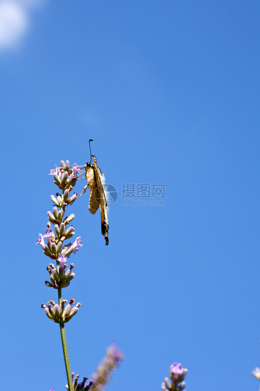 白菜花上的老世界燕尾鱼翅膀雌蕊昆虫叶子花束自由树叶薰衣草花园植物图片