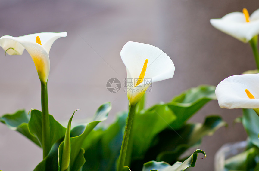 白调花店花束植物群雌蕊白色花瓣树叶植物图片
