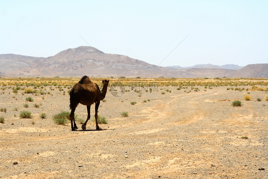 摩洛哥撒哈拉的骆驼野生动物哺乳动物大篷车沙漠旅行运输天空单峰旅游沙丘图片