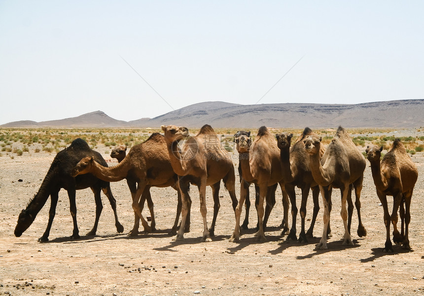 摩洛哥撒哈拉的骆驼单峰天空沙丘旅游野生动物大篷车晴天运输沙漠太阳图片