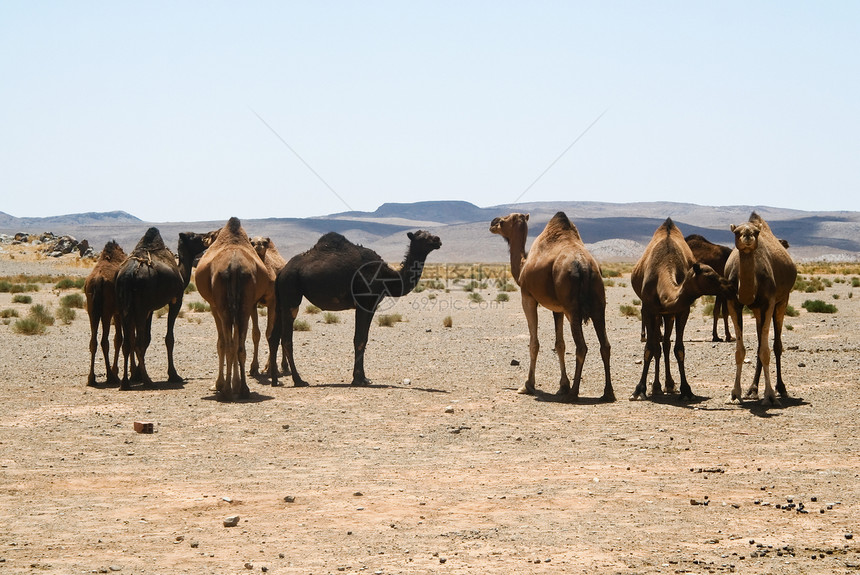 摩洛哥撒哈拉的骆驼野生动物大篷车沙漠运输旅行单峰晴天旅游沙丘动物图片