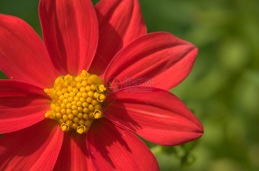 花园中大丽花的花朵 深到明亮植物群农业植物学照片宏观太阳植物蜂蜜种子花粉图片