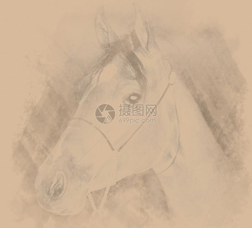 绘制马匹肖像马术朋友橙子草图概念铅笔棕色起初马脸墙纸图片