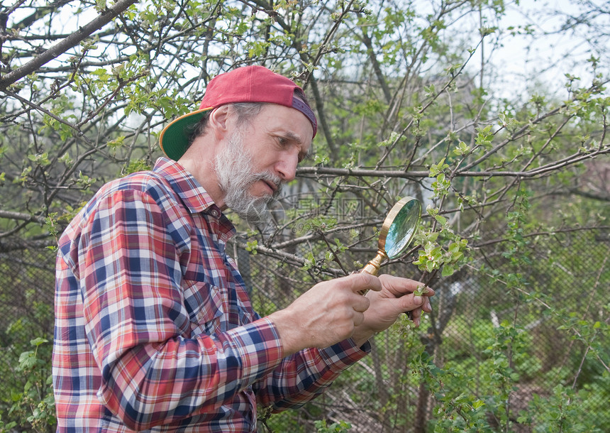 一个人检查苹果树枝 寻找害虫学习房子注意力疾病国家老年男人植物工具花朵图片