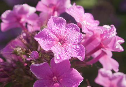 清晨的光亮中 美丽的粉色粉红色花朵覆盖着露水养花花园欲望植物花期花瓣紫色花束生日背景图片