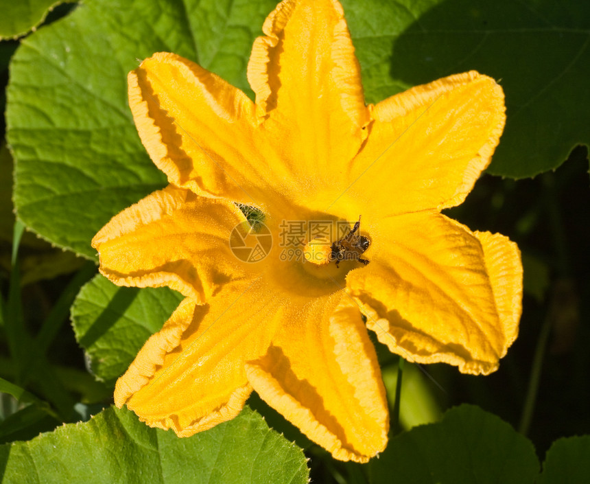 一张黄南瓜南瓜花的图片 和一只小蜜蜂图片