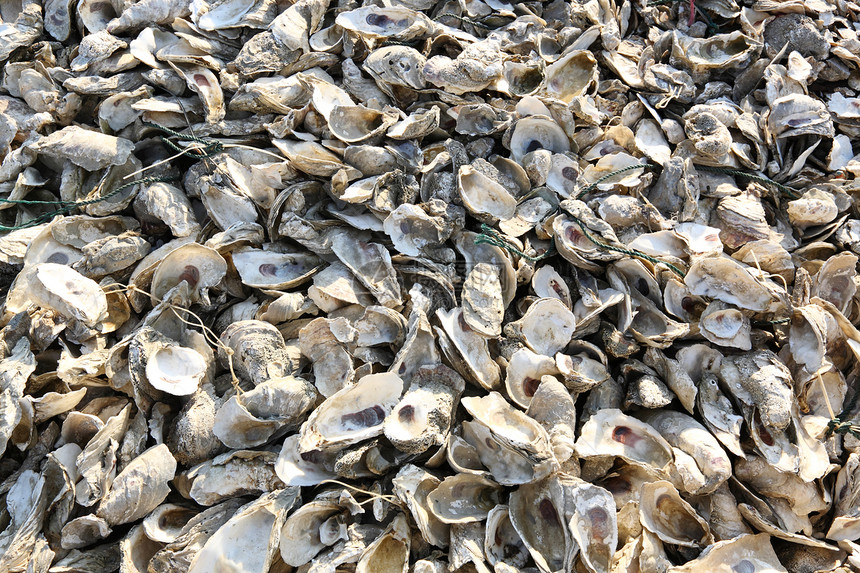 牡蛎贝壳海洋脆弱性香味奢华珍珠美食展示午餐茶点商业图片