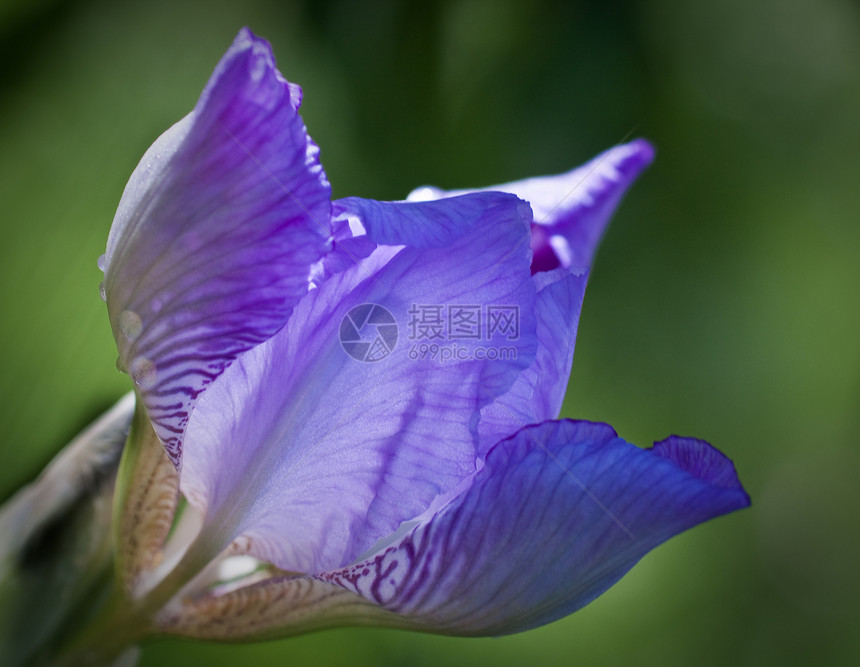 紧贴着盛开的虹膜 深度小到锐度宏观植物群花园晴天雄蕊辉煌叶子花瓣紫色白色图片