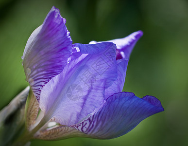 紧贴着盛开的虹膜 深度小到锐度宏观植物群花园晴天雄蕊辉煌叶子花瓣紫色白色背景图片