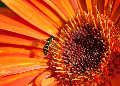 Eristalis 花朵上塔轴 橙色Gerbera 小深至尖刺庆典蜜蜂礼物格柏昆虫橙子昆虫学宏观花园花瓣背景图片