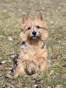 的肖像毛皮宠物哺乳动物动物棕色家畜犬类小狗高清图片