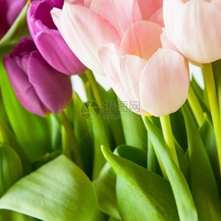 郁金花花展示生日郁金香季节礼物庆典叶子花束植物粉色图片