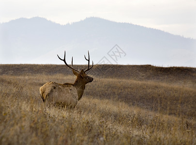 初雪与麋鹿雄性麋鹿与角架国家野牛范围查洛蒙大拿州背景