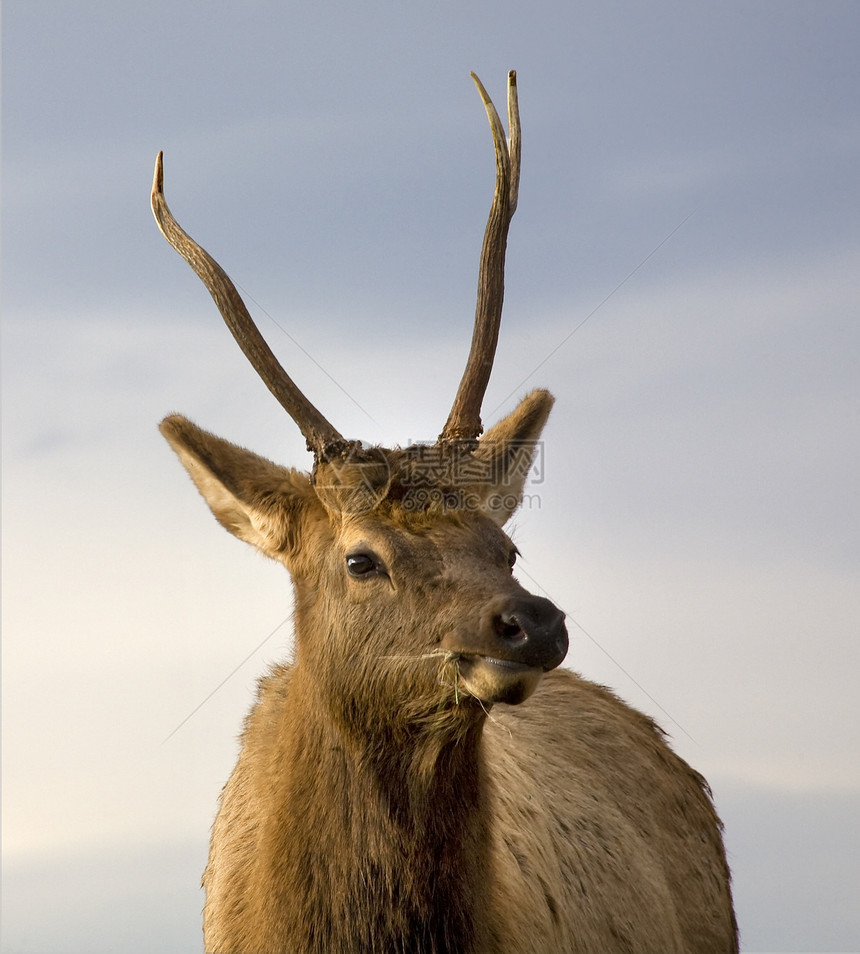 全国Bison山脉架子野牛男性牛角眼睛麋鹿国家荒野毛皮鹿角图片