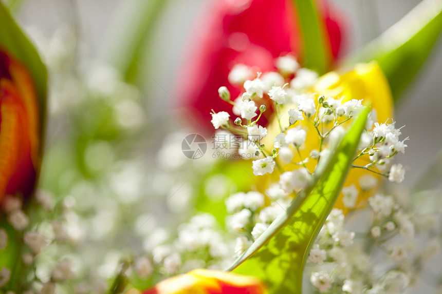 带郁金香的春花束美丽家庭水平花朵紫色摄影礼物黄色白色季节图片