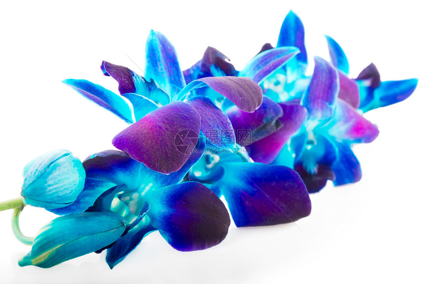 兰背景反射浅色紫色兰花蓝色石斛图片