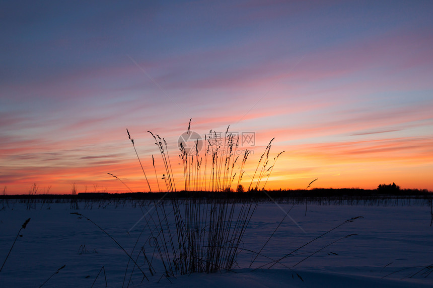 冬季地貌景观 自然构成晴天日落冻结天空太阳植物稻草芦苇蓝色海滩图片
