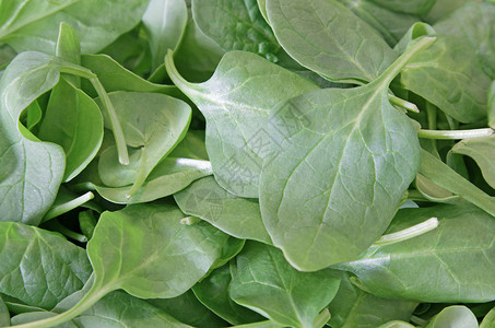 健康的绿色菠菜背景图片