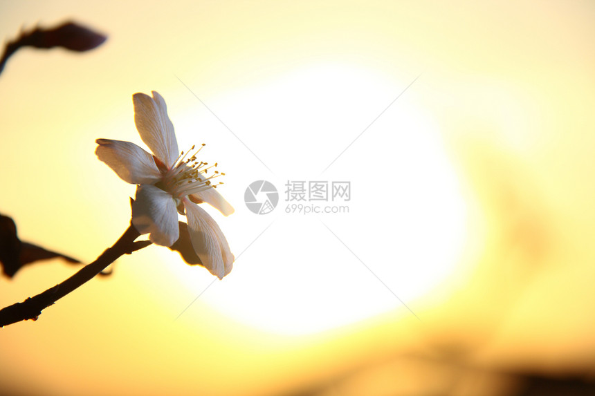 白杏花与阳光开花食物黄色宏观橙子叶子天空甜点团体日落太阳图片