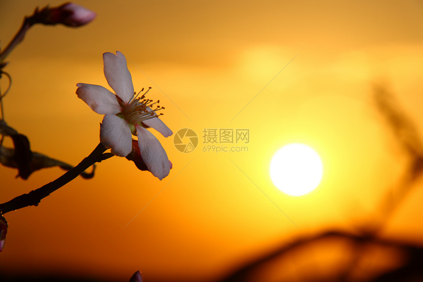 白杏花与阳光开花食物甜点植物日落黄色宏观橙子叶子天空太阳图片