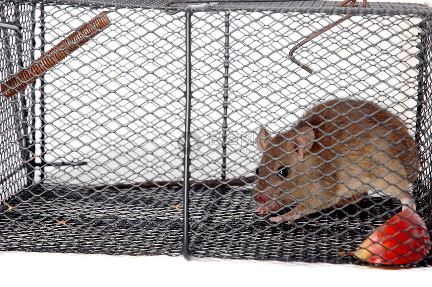 金属陷阱中的老鼠爪子控制工作室细胞惊喜杠杆宠物危险寄生虫冒险图片