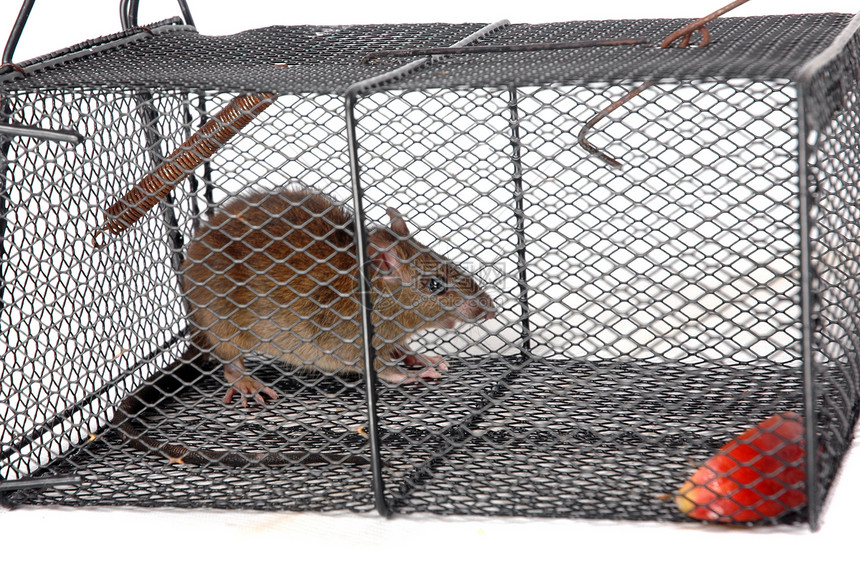 金属陷阱中的老鼠工作室风险惊喜害虫动物尾巴寄生虫细胞控制褐鼠图片