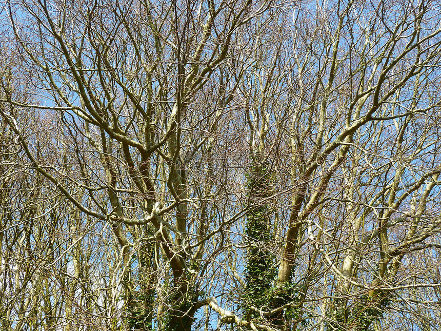冬冬树天空季节蓝色风景自然图片