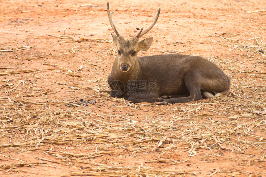 鹿森林鹿身体男性天鹅绒毛皮梅花鹿荒野哺乳动物母耳动物图片
