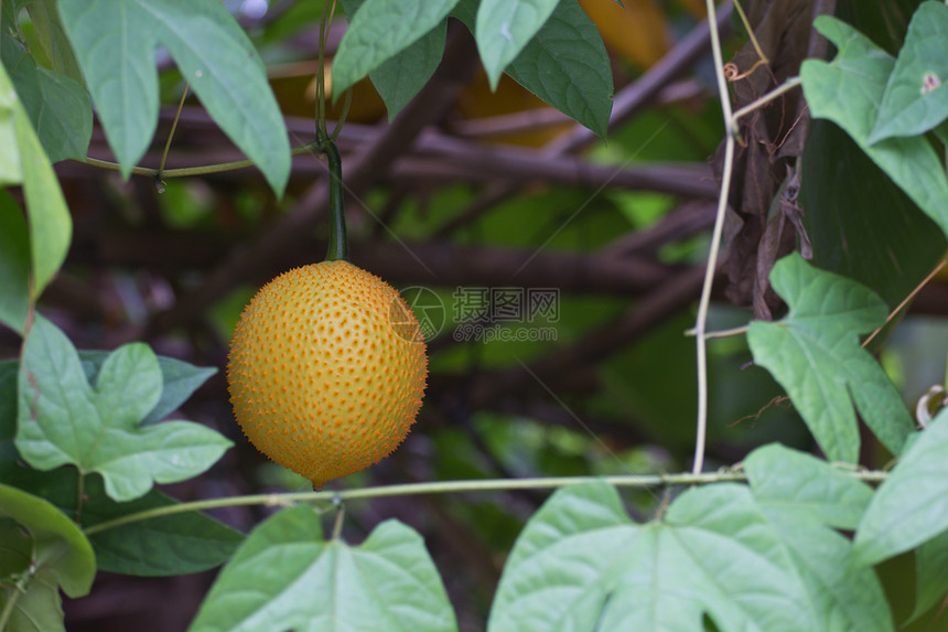 水果果价格草本植物美食石榴橙子奇异果蔬菜黄色油桃沙拉图片