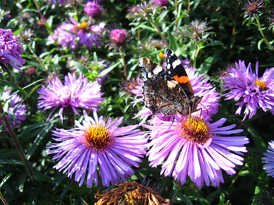 花朵上方的瓦内萨阿塔兰特的蝴蝶高清图片