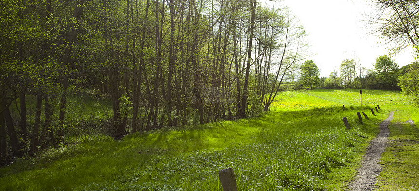 绿草林中的大面积清扫城市爬坡叶子土地树木苔藓风景公园场景岩石图片