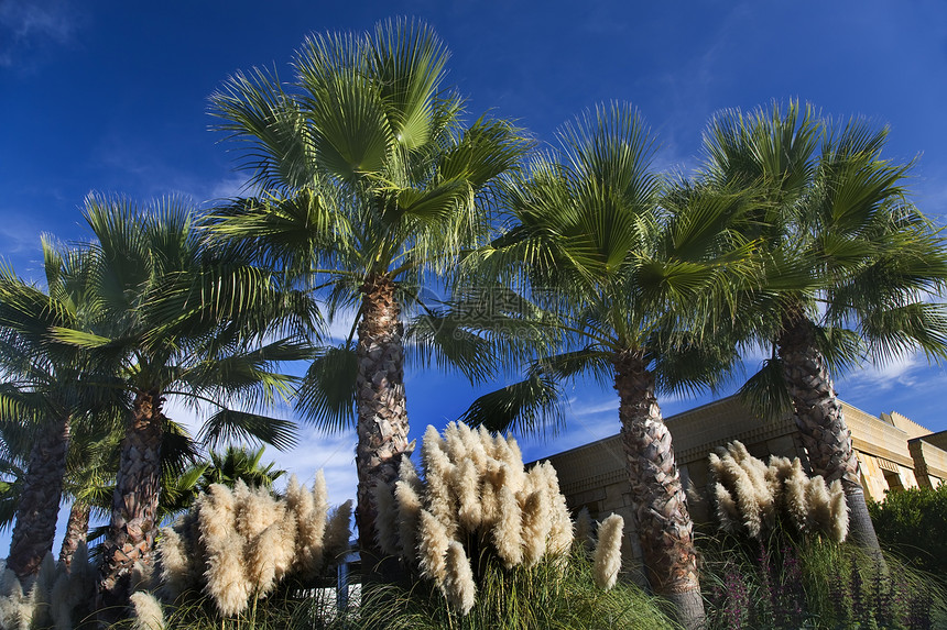 达鲁什大草达鲁斯天空棕榈太阳蓝色日光树木叶子白色手掌热带图片