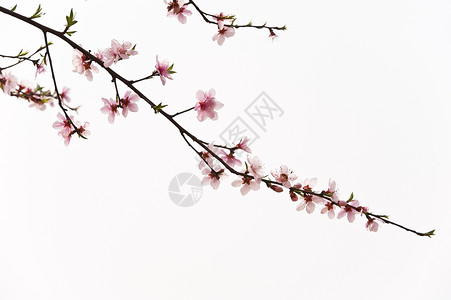 粉红桃花花叶子花瓣植物群生长天空粉色树干背景图片
