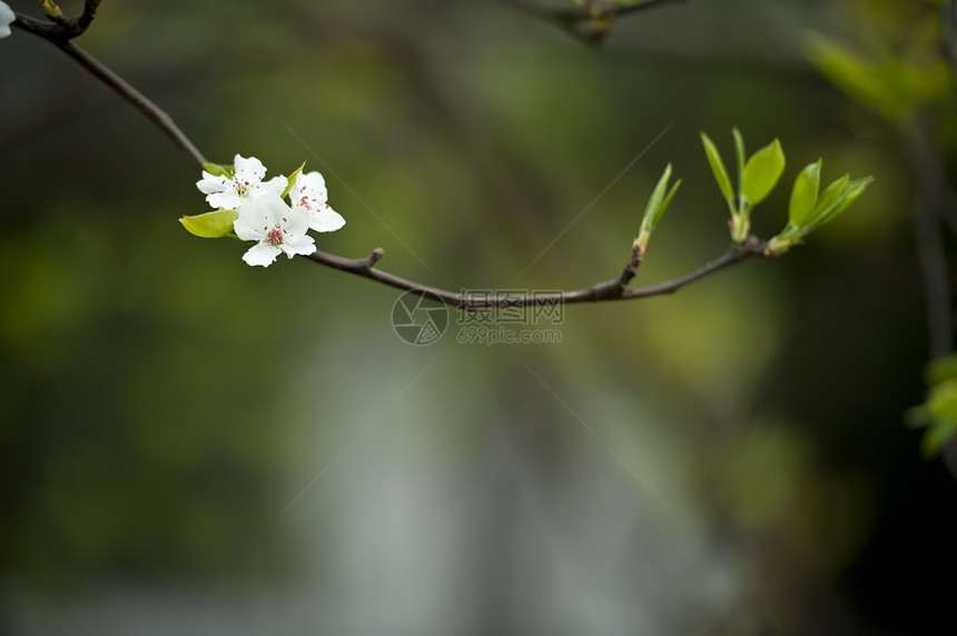 春天 白梅花在花园中开花叶子绿色树干花瓣生长植物群白色图片