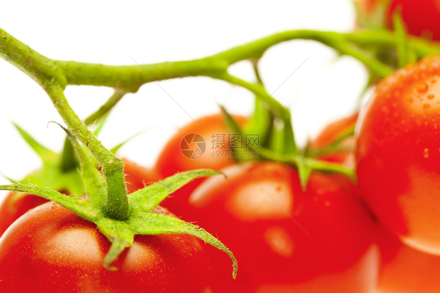 白色的一帮西红柿正方形红色活力水平食物水果蔬菜绿色小路宏观图片