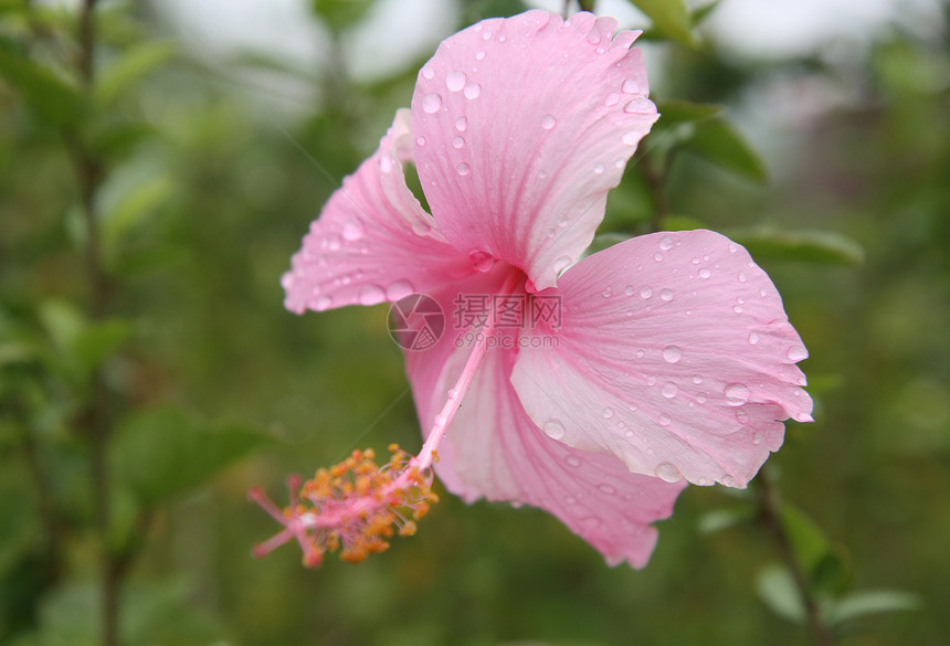 粉红希比斯克花朵 有水滴图片