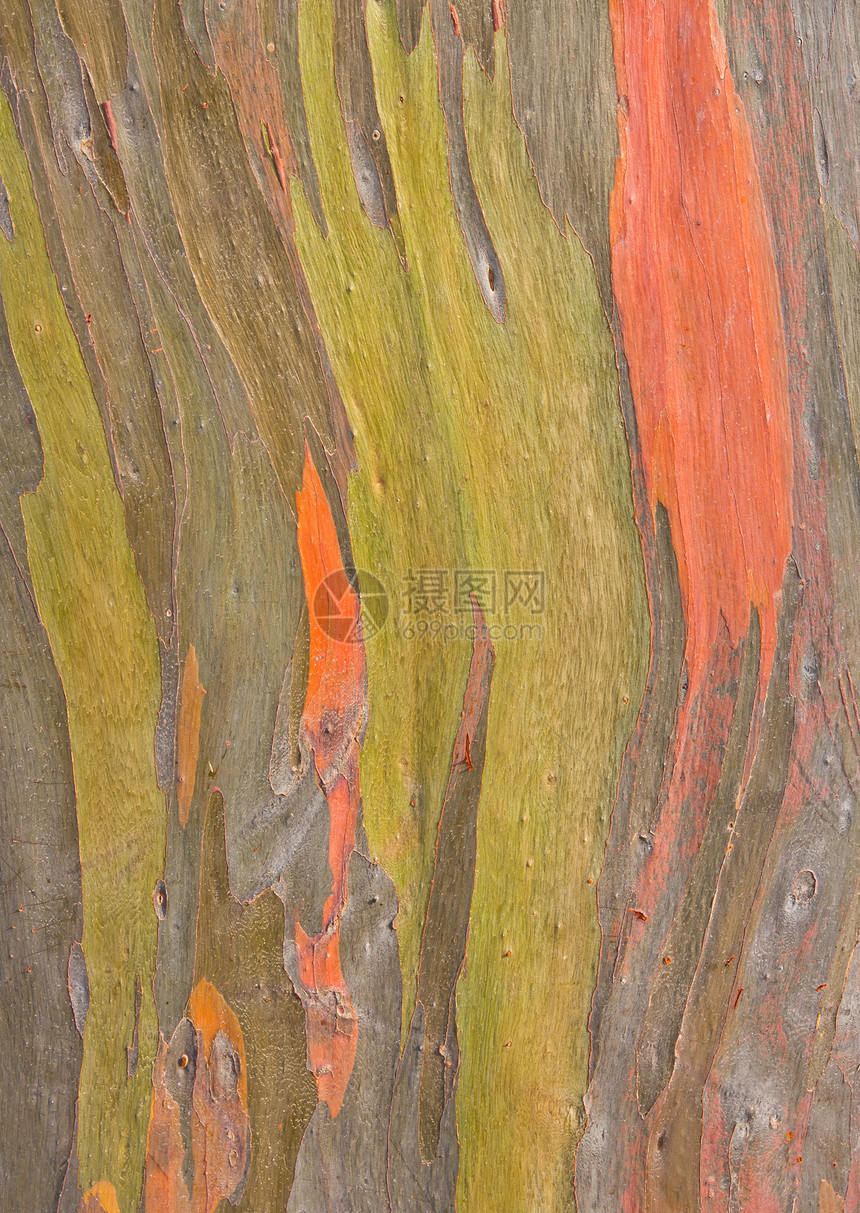 树皮脆皮桉树木头皮肤果皮图片