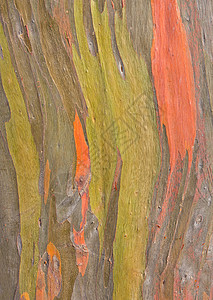 树皮脆皮桉树木头皮肤果皮背景图片