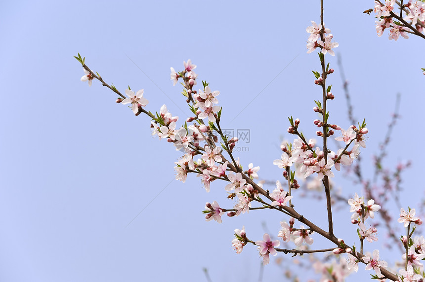 粉红桃花花粉色植物群叶子天空生长树干花瓣图片