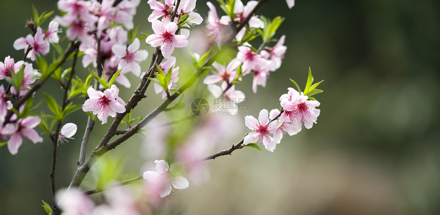 粉红桃花花树干花瓣粉色生长叶子植物群图片