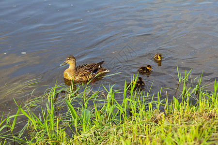 池塘看鸭子游泳的孩子和平日落高清图片