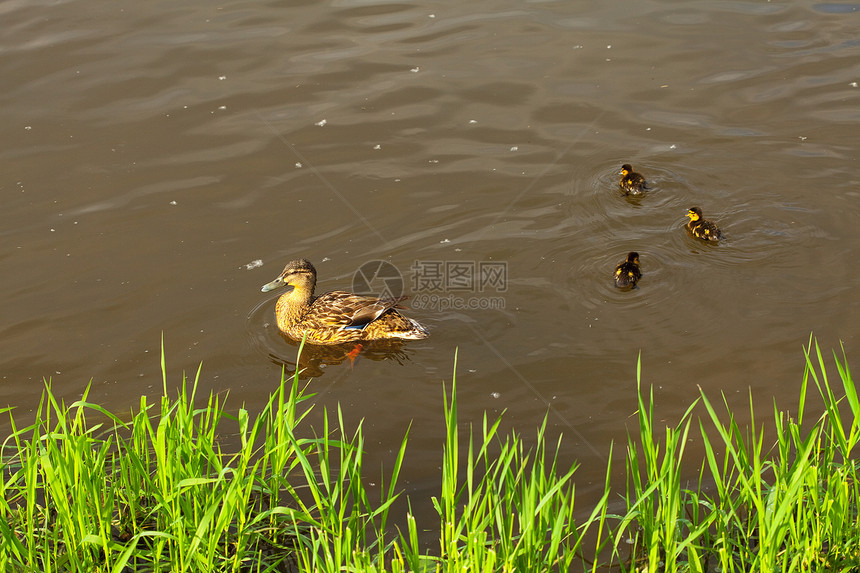 鸭子和鸭子在水中游荡日落婴儿小鹅风景编队账单团体羽毛母亲养育图片