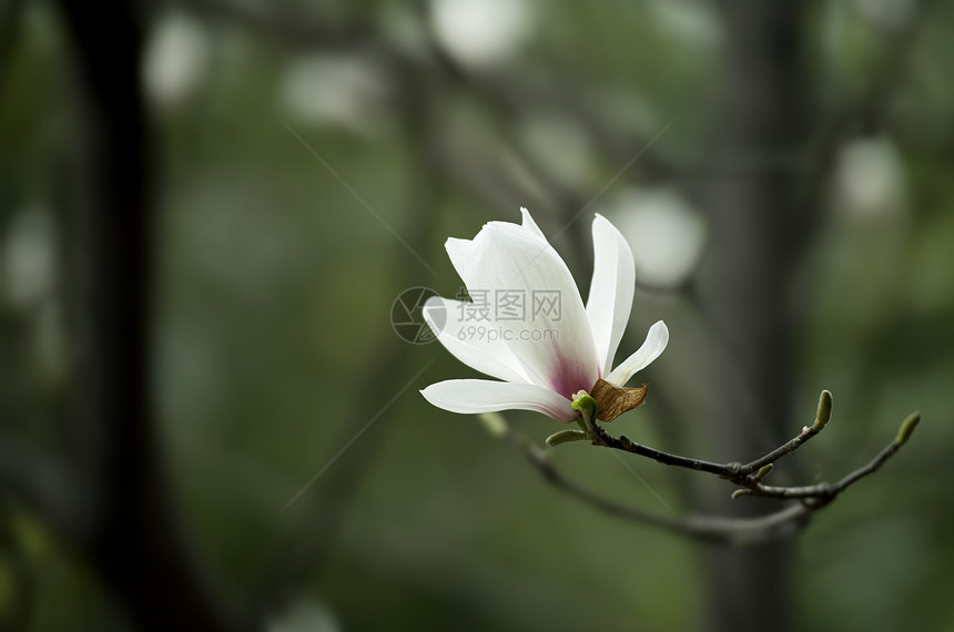 花朵叶子白色淡紫色花瓣树干生长植物群图片