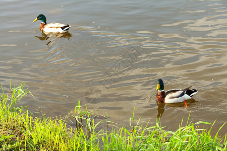 休斯顿在水中漂浮的鸭子游泳养育池塘领导者风景小鸭子小鹅摄影团体账单背景