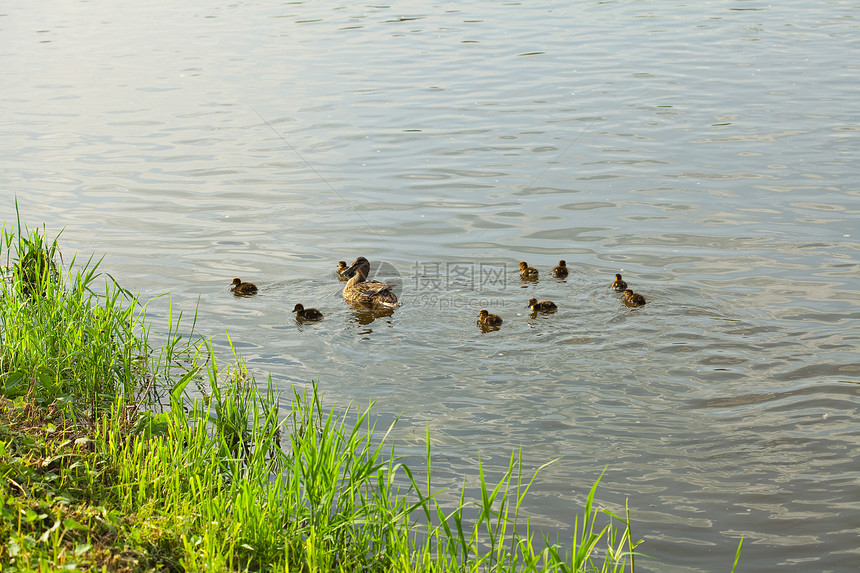 鸭子和鸭子在水中游荡编队鸟类婴儿家庭教学养育小鸭子小鹅摄影孩子们图片