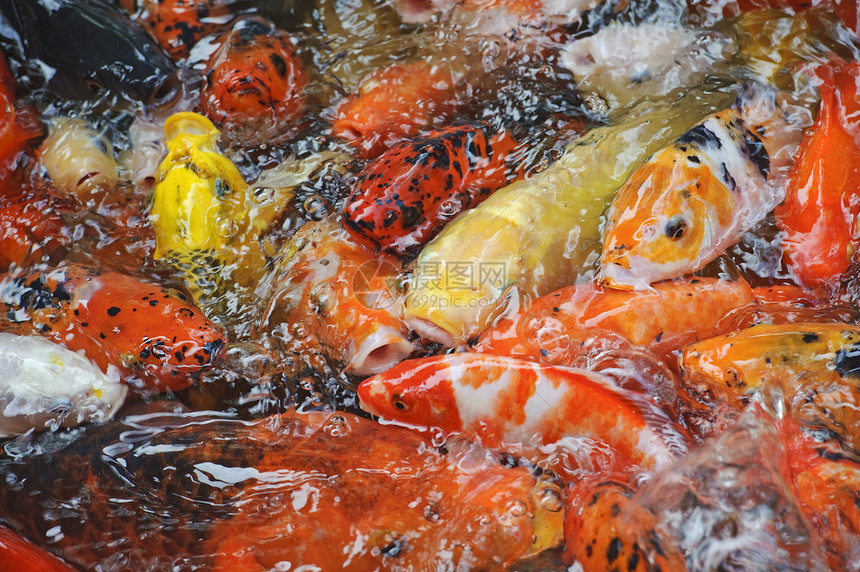 鱼池里的金子鱼美极了图片