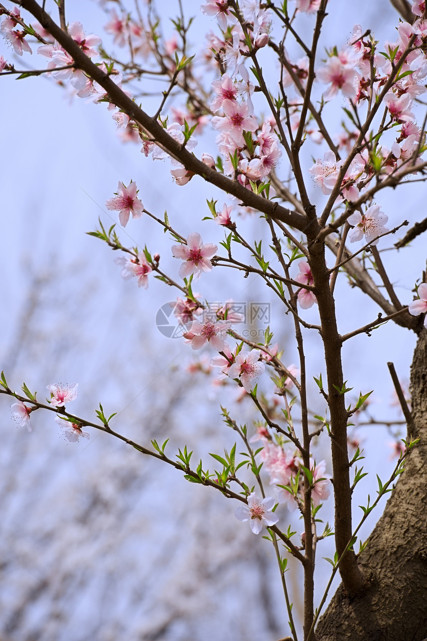 粉红桃花花粉色花瓣叶子生长树干天空植物群图片