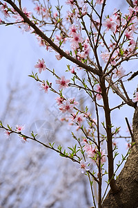 粉红桃花花粉色花瓣叶子生长树干天空植物群背景图片